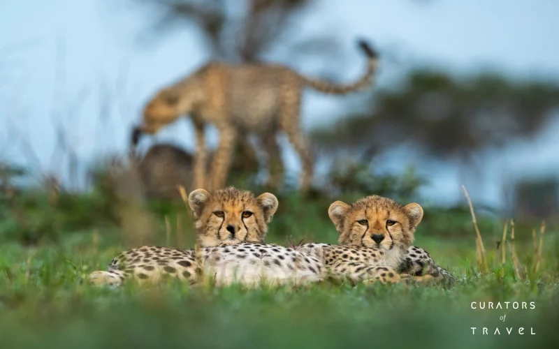 Singita Grumeti_Cheetah_Ross Couper_webp