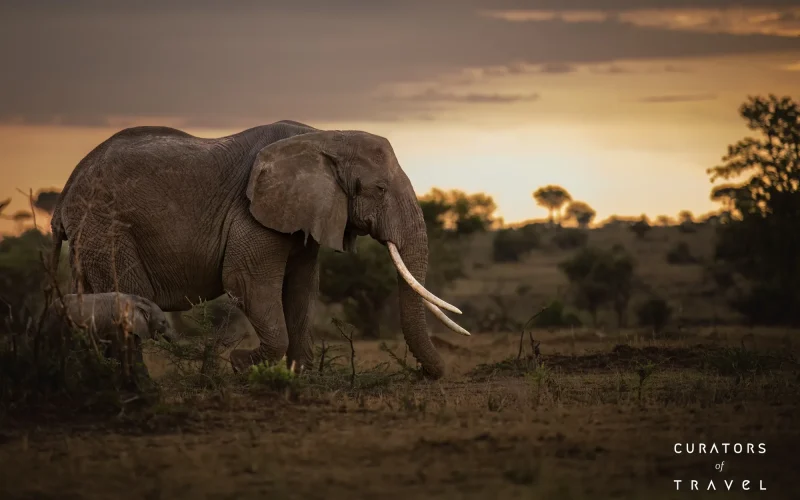Singita Grumeti_Elephant Cow Large Tusks and Calf_Ross Couper_webp