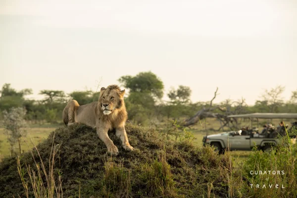 Singita Grumeti_Game Drive_Lion on termite hill_Ross Couper_webp