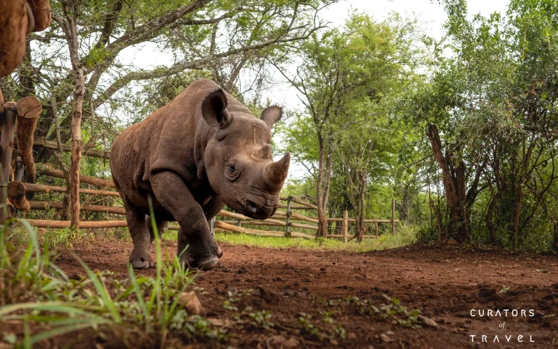 Singita Grumeti_Zaituni_Rhino_Ross_Couper_webp