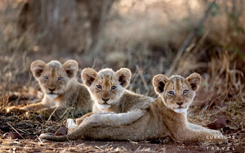 Singita Kruger National Park _ Lion_Ross Couper_webp