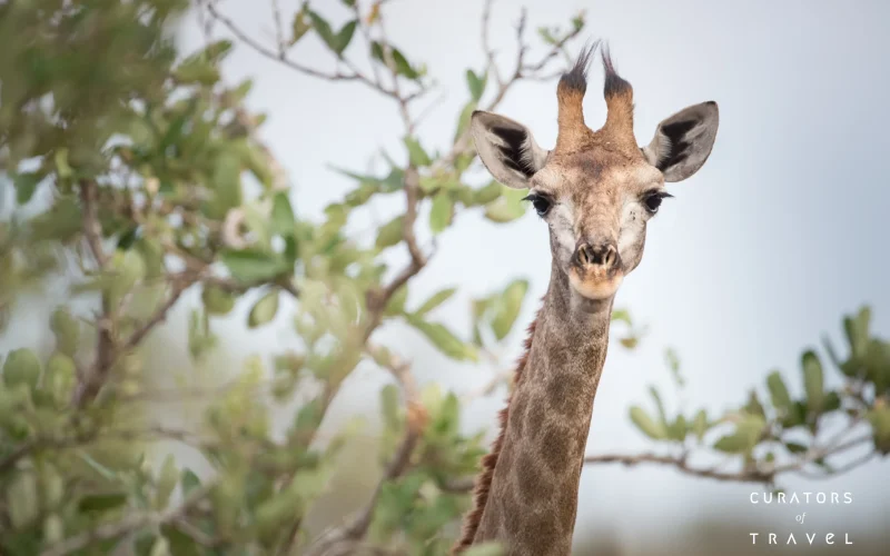 Singita Kruger National Park_Giraffe_webp