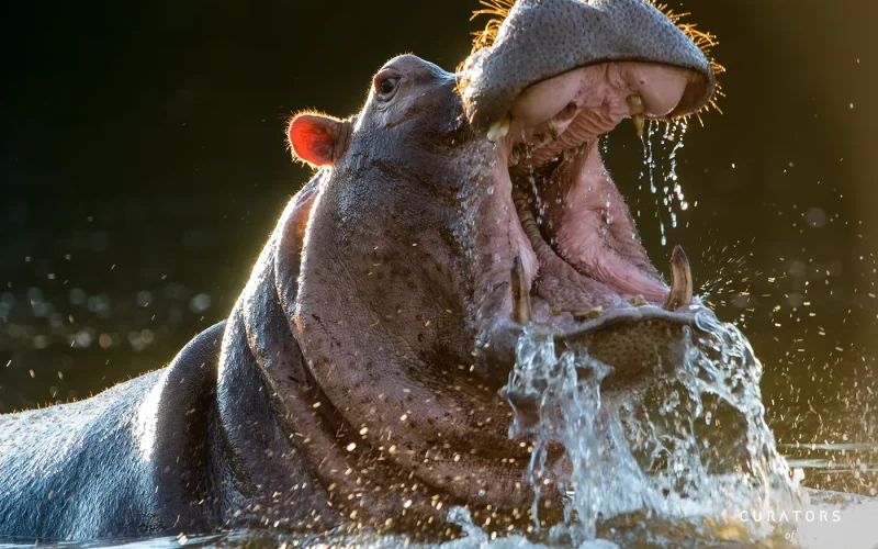 Singita Malilangwe_Large Hippo Yawn_Jenny Hishin_webp