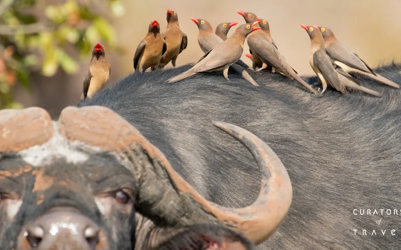 Singita Malilangwe_Red Billed Ox-Peckers_ Ross Couper_webp