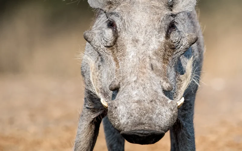 Singita Malilangwe_Warthog_Ross Couper_webp