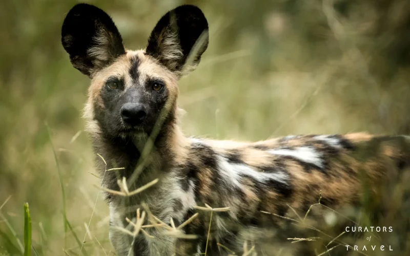 Singita Malilangwe_Wild Dog_webp