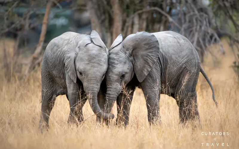 Singita Sabi Sand_Baby Elephants_webp