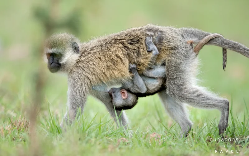 Singita Sabi Sand_Vervet Monkey_Ross Couper_webp