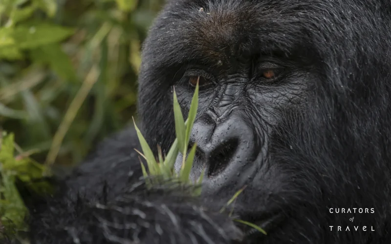 Singita Volcanoes National Park_Trekking Gorillas_Blackbean_webp